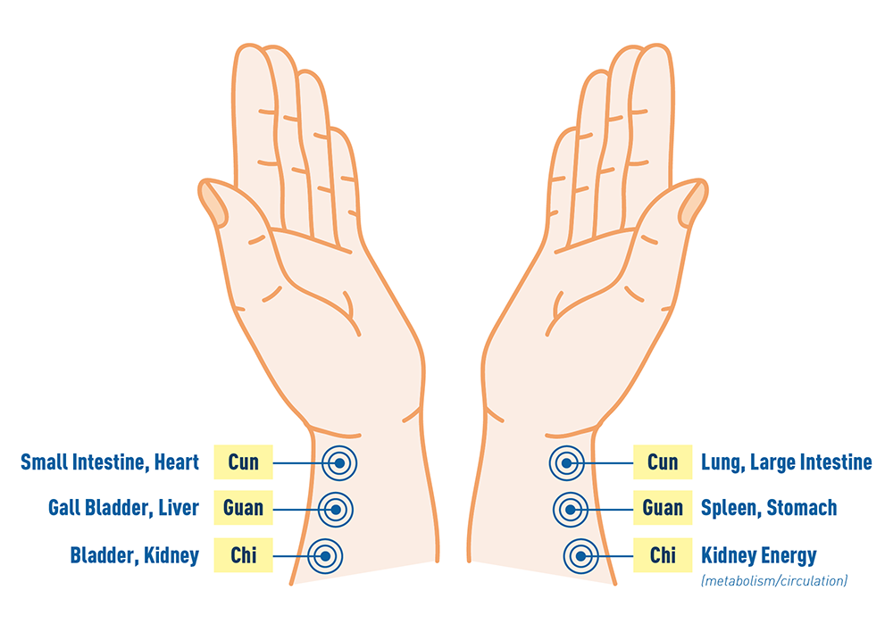 Diagram Mapping Pulses in the Arms to the Organs